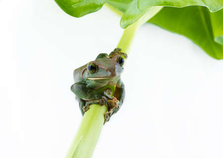 Close-up of  Fea's Tree Frog on a white background ,Thailandの写真素材