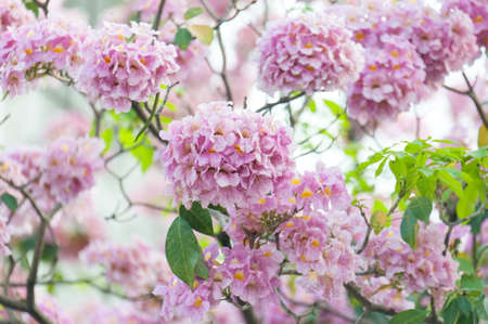 pink trumpet tree or Tabebuia rosea; fresh pink flowers and green leaves on branches of the pink trumpet tree ,a sweet pink flower blooming during January and February in Thailandの写真素材