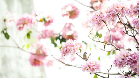 pink trumpet tree or Tabebuia rosea; fresh pink flowers and green leaves on branches of the pink trumpet tree ,a sweet pink flower blooming during January and February in Thailandの写真素材
