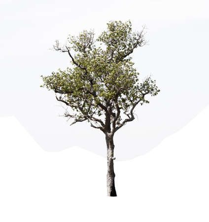 Tree isolated on white background with clipping path