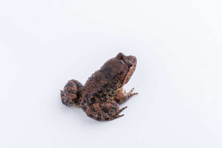 Common Name:Kuhl,s Frog / Scientific Name:Limnonectes kuhlii (Tschudi, 1838) : frog on white background.の写真素材