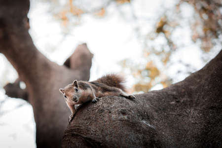 Curious red squirrel peeking behind the tree trunk in the park