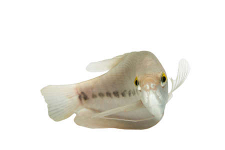 Pla Salit (Trichogaster pectoralis) ,Fresh raw fish isolated on white background. and clipping pathの写真素材