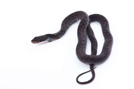 Snake on white background,Thailandの写真素材