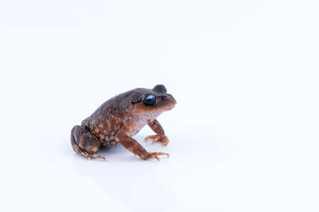 Leptobrachium chapaense (White-eyed Litter Frog) : frog on white background. Amphibian of Thailandの写真素材