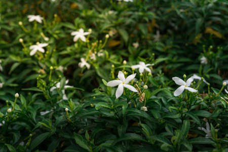 Beautiful flowers background, floral background