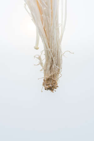 Golden needle mushroom on white backgroundの写真素材