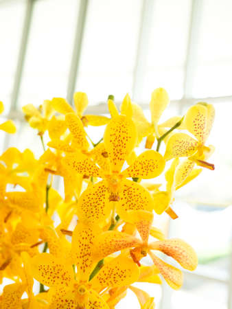 Orchid flower in orchid garden at winter for postcard beauty and agriculture idea concept design. Orchid flower growing in thailand farm.の写真素材