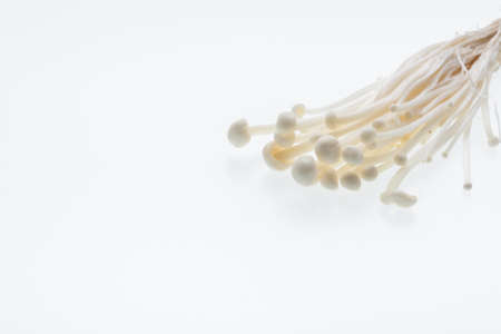 Golden needle mushroom on white background ,copy spaceの写真素材