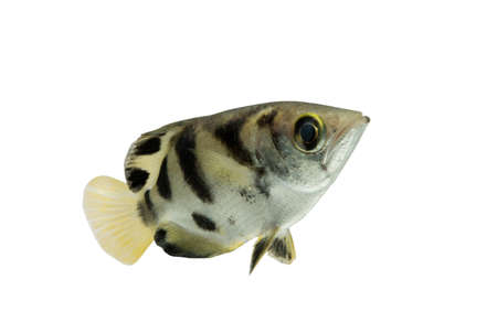 Archer fish (Toxotes jaculatrix) isolated on white background, Clipping path