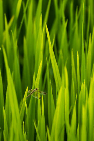 close up dragonfly on top rice in a paddy field background in Thailand.の写真素材
