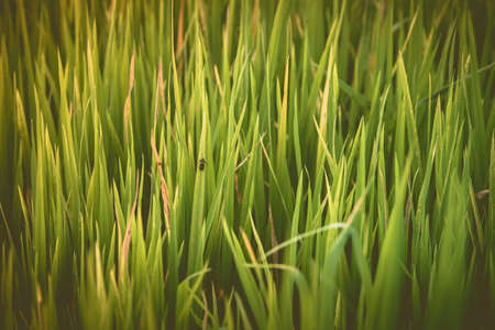 Rice field , The beautiful of rice field from the top view background in Thailand.