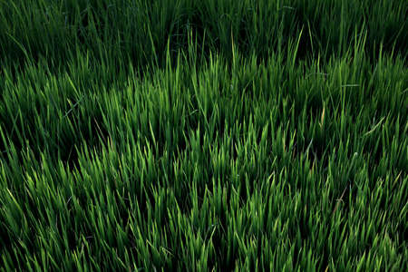 Rice field , The beautiful of rice field from the top view background in Thailand.の写真素材