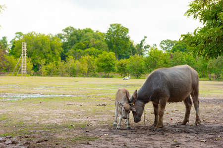 Thai buffalo ,  The buffalo in the countrysideの写真素材