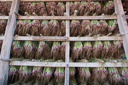 Shallots red onion (Allium ascalonicum) at vegetable garden farmland in Northeast of Thailand