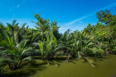 Landscape with the river and green vegetation of trees and plants .の写真素材