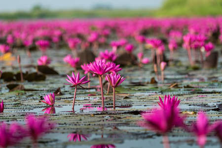 The sea of Red Lotus (Pink water lilies lake) - Beautiful Nature Landscape red Lotus sea in the morning with fog blurred background in the bright dayat Kumphawapi, Udonthani province, Thailand.の写真素材