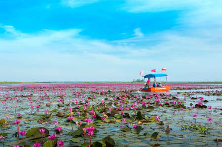 The sea of Red Lotus (Pink water lilies lake) - Beautiful Nature Landscape red Lotus sea in the morning with fog blurred background in the bright dayat Kumphawapi, Udonthani province, Thailand.のeditorial素材