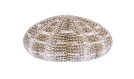 Sea urchin shell isolated on a white background with clipping path