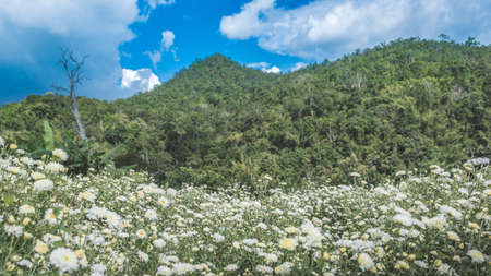 Chrysanthemum Field : White chrysanthemum flower in plantation field with blue sky background. for...