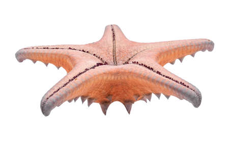 Starfish isolated on a white background with clipping path , dry-specimen animal marine .