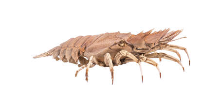 Stomatopods isolated on white background with clipping path , dry specimen animal marine .の写真素材