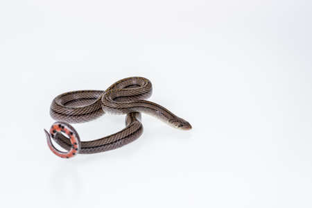Striped kukri Snake on white background, Scientific name:Oligodon taeniatus, snake of Thailandの写真素材