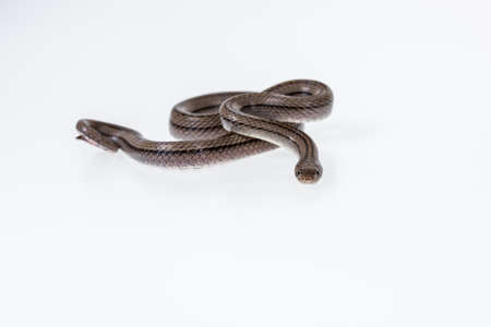 Striped kukri Snake on white background, Scientific name:Oligodon taeniatus, snake of Thailand