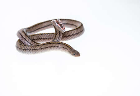 Striped kukri Snake on white background, Scientific name:Oligodon taeniatus, snake of Thailandの写真素材