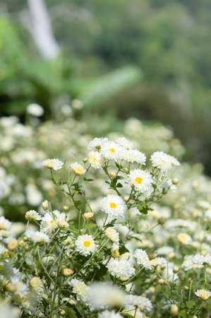 Chrysanthemum Field : White chrysanthemum flower in plantation field . for making chinese herbal medicine.の写真素材