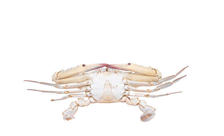 crab isolated on white background with clipping path , dry-specimen animal marine .