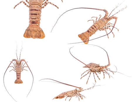 Set lobste isolated on white background with clipping path , dry-specimen animal marine.