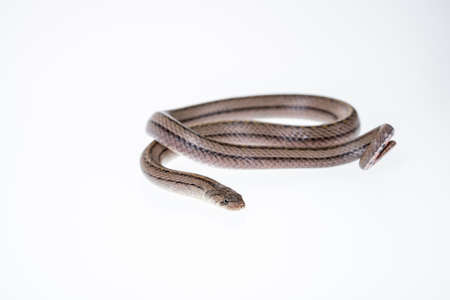 Striped kukri Snake on white background, Scientific name:Oligodon taeniatus, snake of Thailandの写真素材