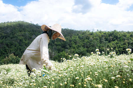 Chrysanthemum Field : Thai women picking  white chrysanthemum flowers for tea in a field in Thailandのeditorial素材
