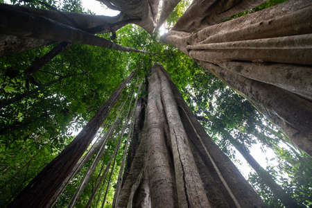 Asian tropical rainforest, forest trees, tree roots and sunshine in a green forest.