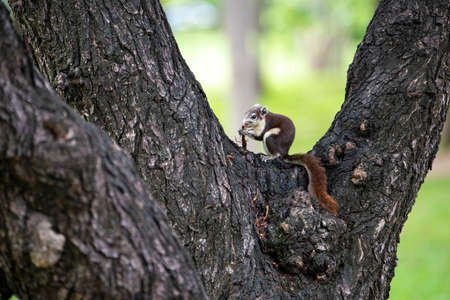 Close up Brown Finlayson's squirrel or Variable squirrel found in gardens and parks in cities of...