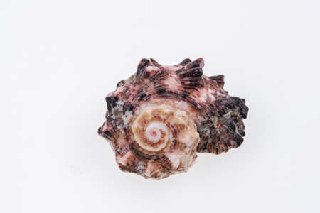 Sea shells on white background.