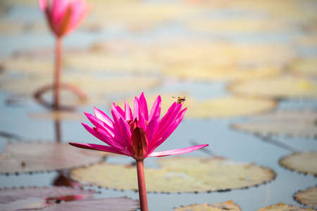 The sea of Red Lotus (Pink water lilies lake) - Beautiful Nature Landscape red Lotus sea in the morning with fog blurred background in the bright dayat Kumphawapi, Udonthani province, Thailand.の写真素材