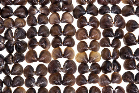 Shells collection : set of various mollusk shells on wood tray background.