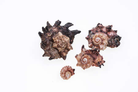 Shells collection : set of various mollusk shells on wood tray background.