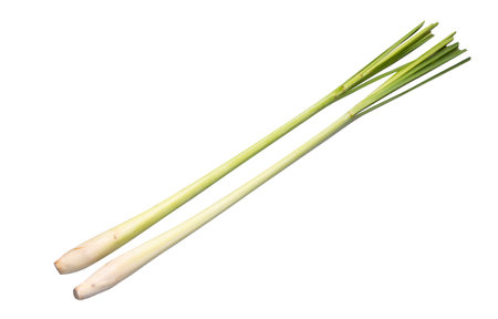 Lemongrass isolated on white background ,Fresh Lemongrass-Thai herbs.の写真素材