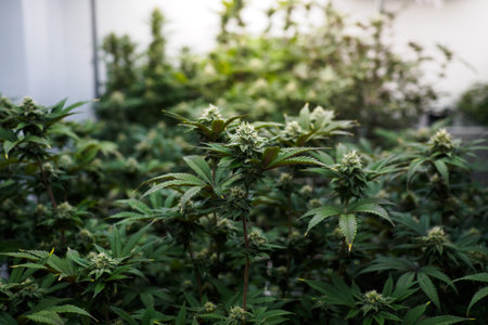 cannabis :indoor growing medical marijuana Just before they finish growing, commercial marijuana grow operation , this is the state of the plants to start flowering. leafy, green leaves and healthy plants.の写真素材