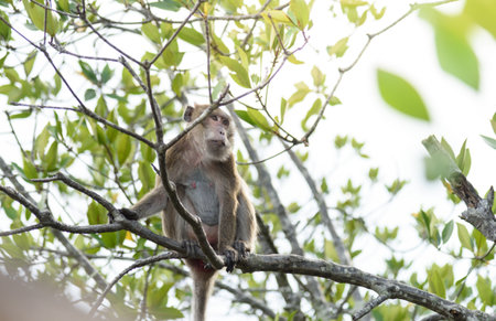 macaque : an adult macaque while sitting in a forest in Thailand.の写真素材