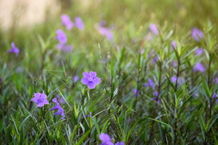 Purple flower (Ruellia brittoniana) on grass background.This plant very popular for garden design.の写真素材