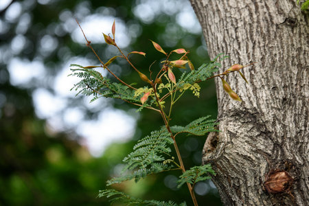 Peltophorum pterocarpum - a lush green avenue tree with bright yellow flowers and copper colored mature seeds.の写真素材