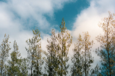 Beautiful pine trees on background  ,Row of pine trees with sky and Beautiful green pine treesの写真素材