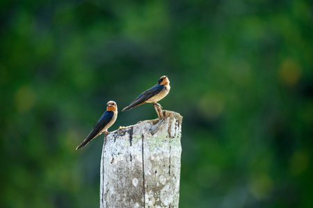 Common swift in natural enviroment in Thailand.
