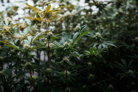 cannabis :indoor growing medical marijuana Just before they finish growing, commercial marijuana...