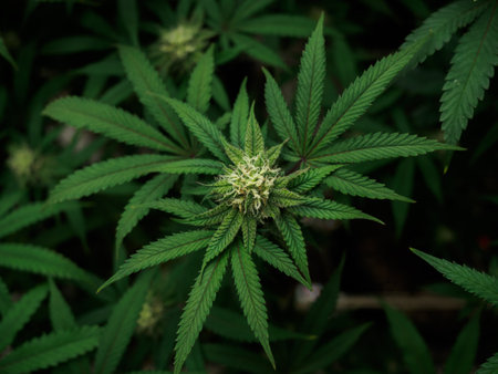 cannabis :indoor growing medical marijuana Just before they finish growing, commercial marijuana grow operation , this is the state of the plants to start flowering. leafy, green leaves and healthy plants.の写真素材