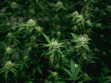 cannabis :indoor growing medical marijuana Just before they finish growing, commercial marijuana...